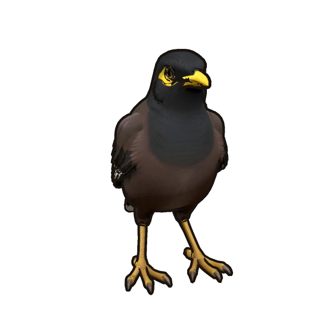 Common Myna perched, the 3D model from the game