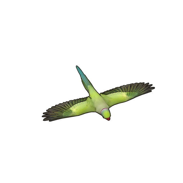 Rose-ringed Parakeet gliding, the 3D model from the game